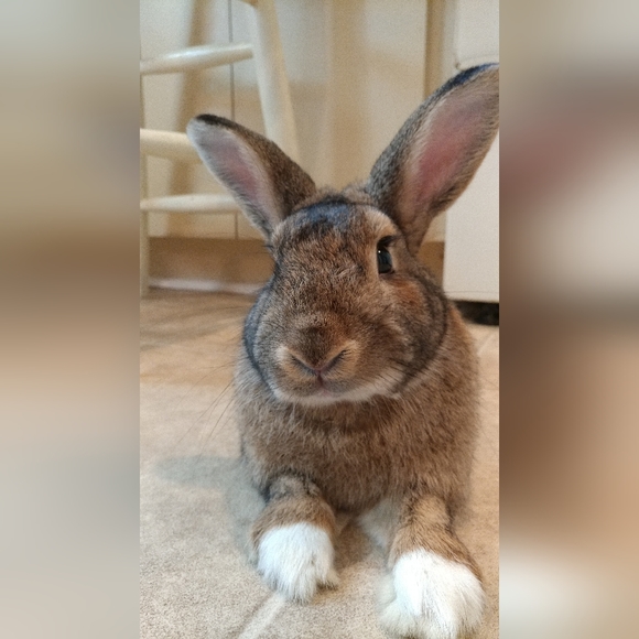 Meet your Posher, Miranda - Picture 2 of 6